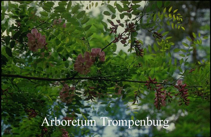 Robinia slavinii 'Hillieri'