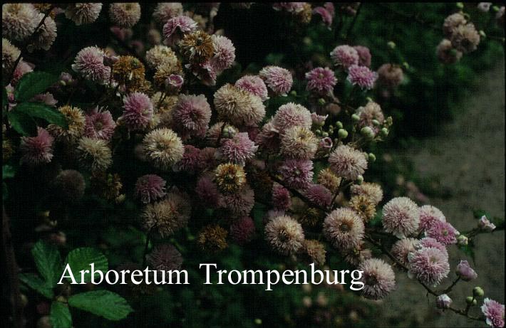 Rubus ulmifolius 'Bellidiflorus'