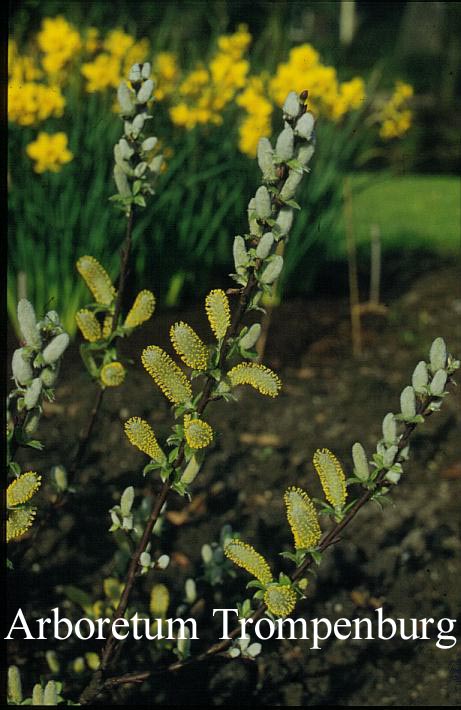 Salix hastata 'Wehrhahnii'