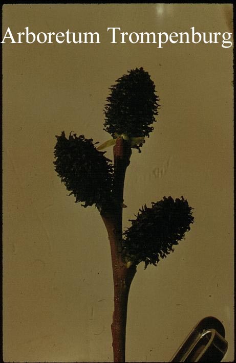 Salix melanostachys
