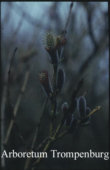 Salix purpurea