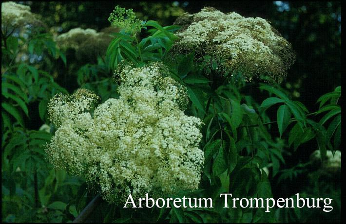 Sambucus canadensis 'Maxima'