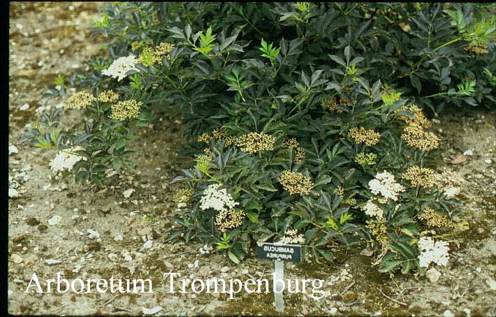 Sambucus nigra 'Guincho Purple'