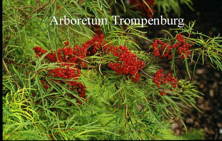 Sambucus racemosa 'Tenuifolia'