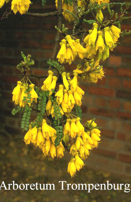 Sophora microphylla