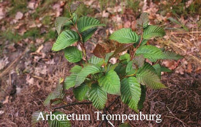 Sorbus caloneura