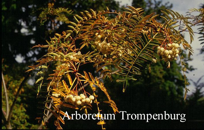 Sorbus cashmiriana