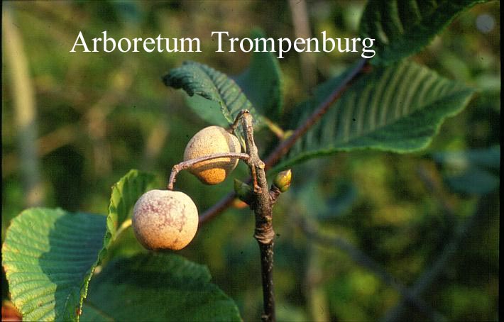 Sorbus megalocarpa