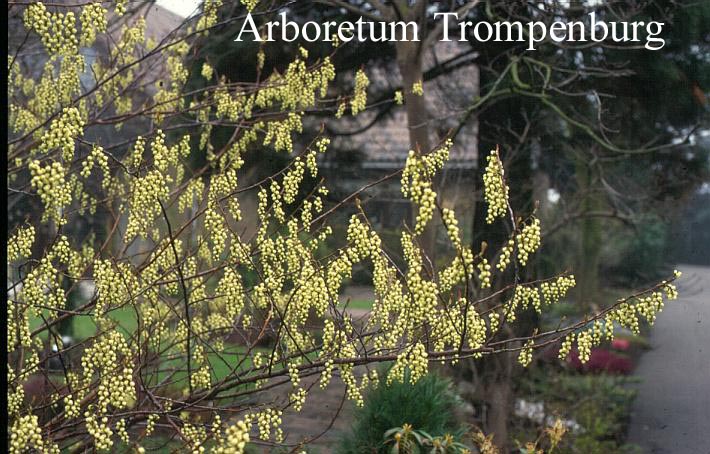 Stachyurus chinensis 'Celina'