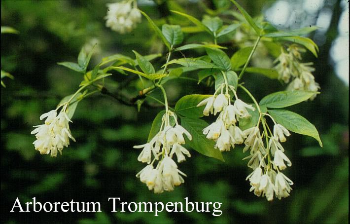 Staphylea trifolia