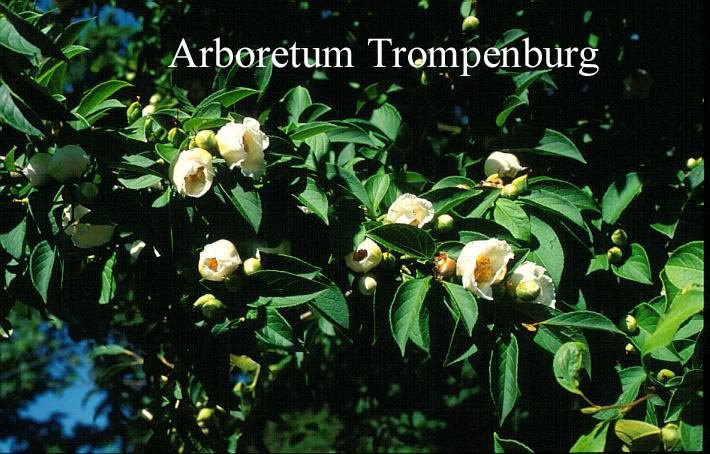 Stewartia pseudocamellia 'Koreana'