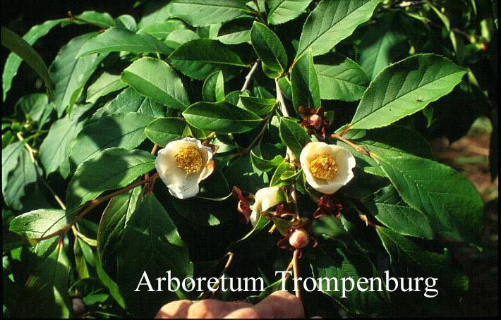 Stewartia rostrata