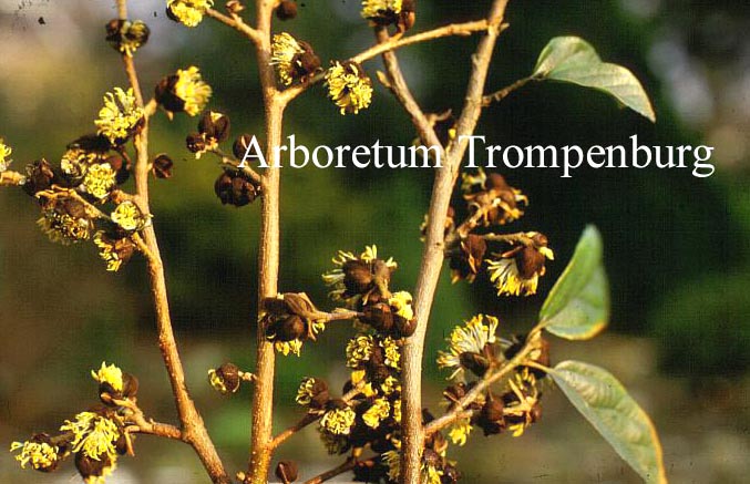 Sycoparrotia semidecidua
