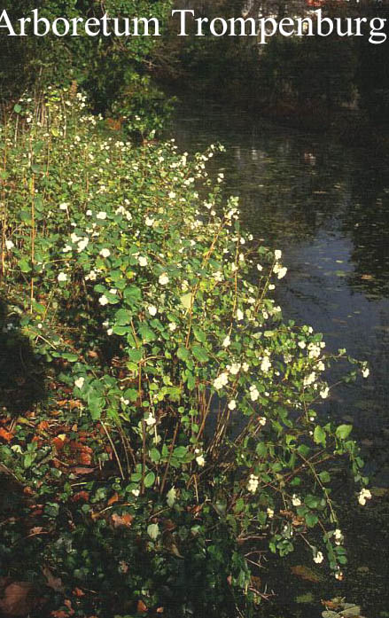 Symphoricarpos albus