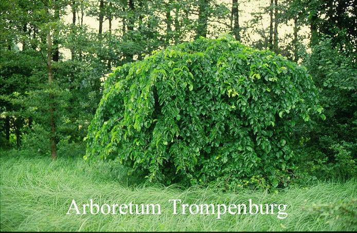 Ulmus glabra 'Pendula'