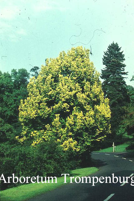 Ulmus hollandica 'Wredei'