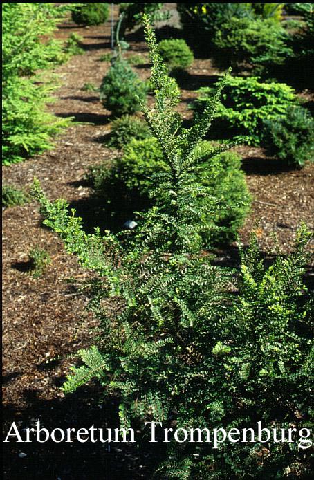 Ulmus parvifolia 'Seiju'