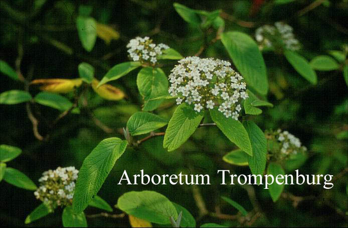 Viburnum buddleifolium