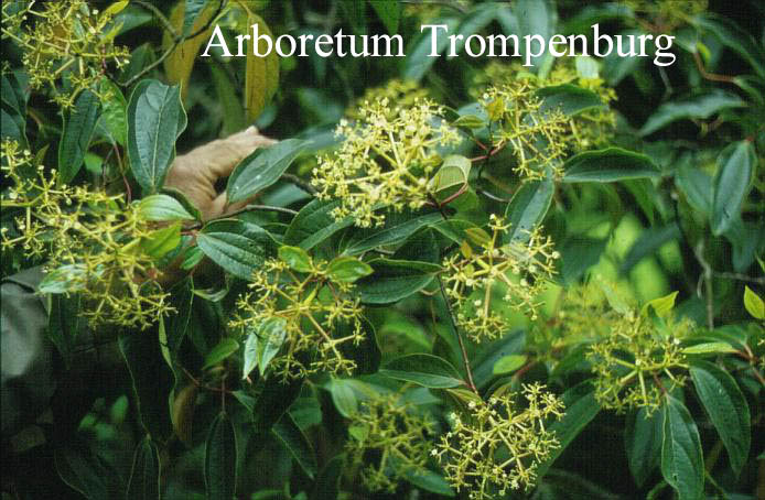 Viburnum cinnamomifolium