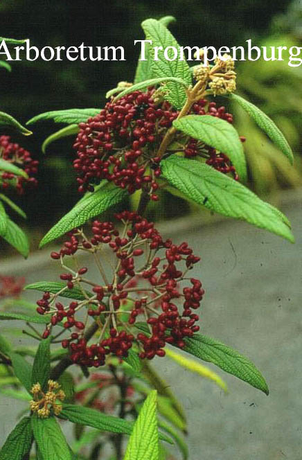 Viburnum rhytidophyllum