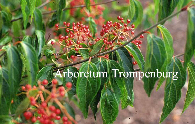 Viburnum setigerum