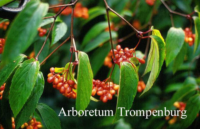 Viburnum setigerum 'Aurantiacum'