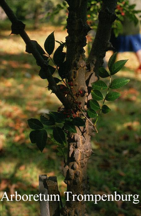 Zanthoxylum americanum