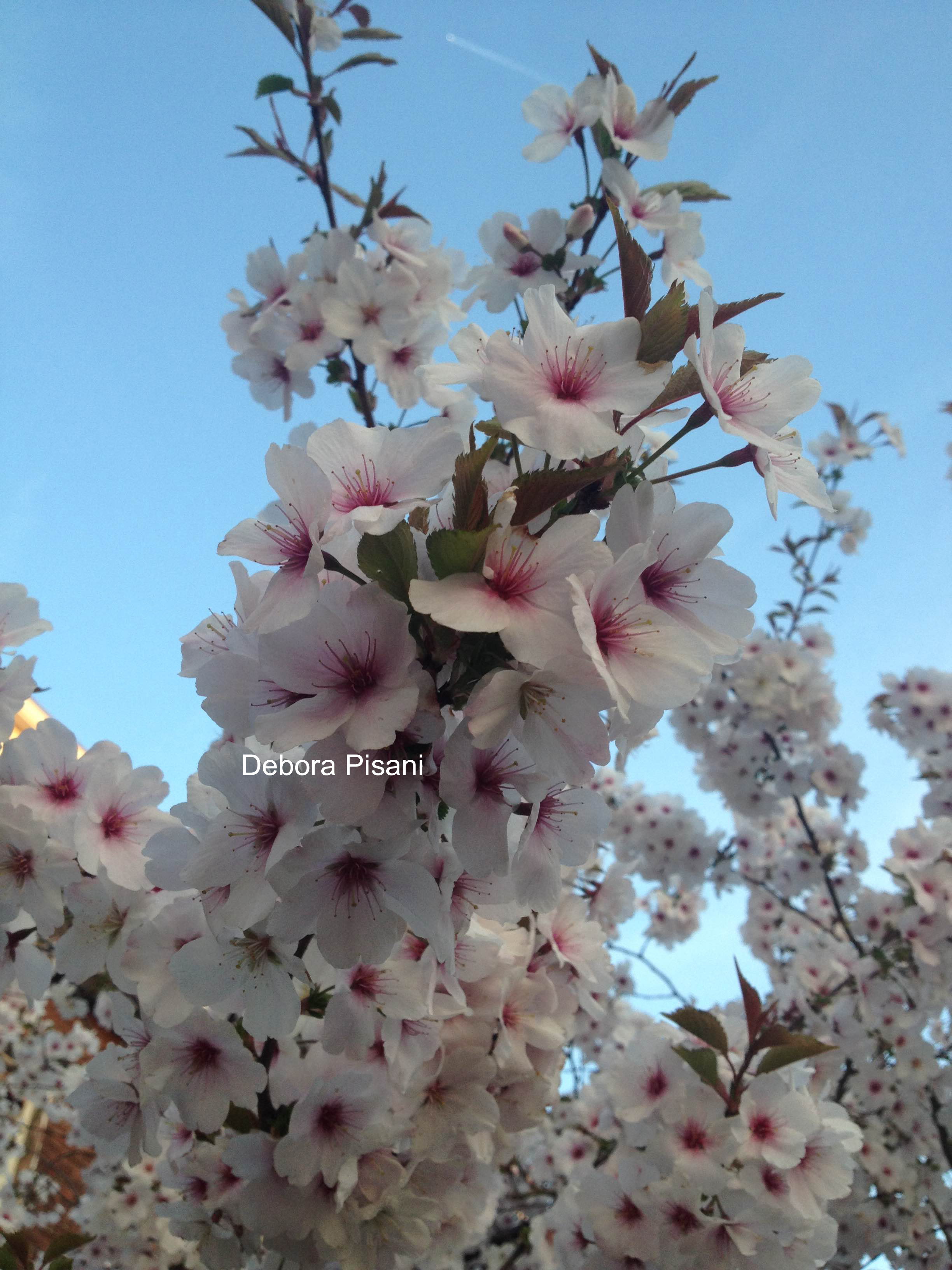 Prunus yedoensis