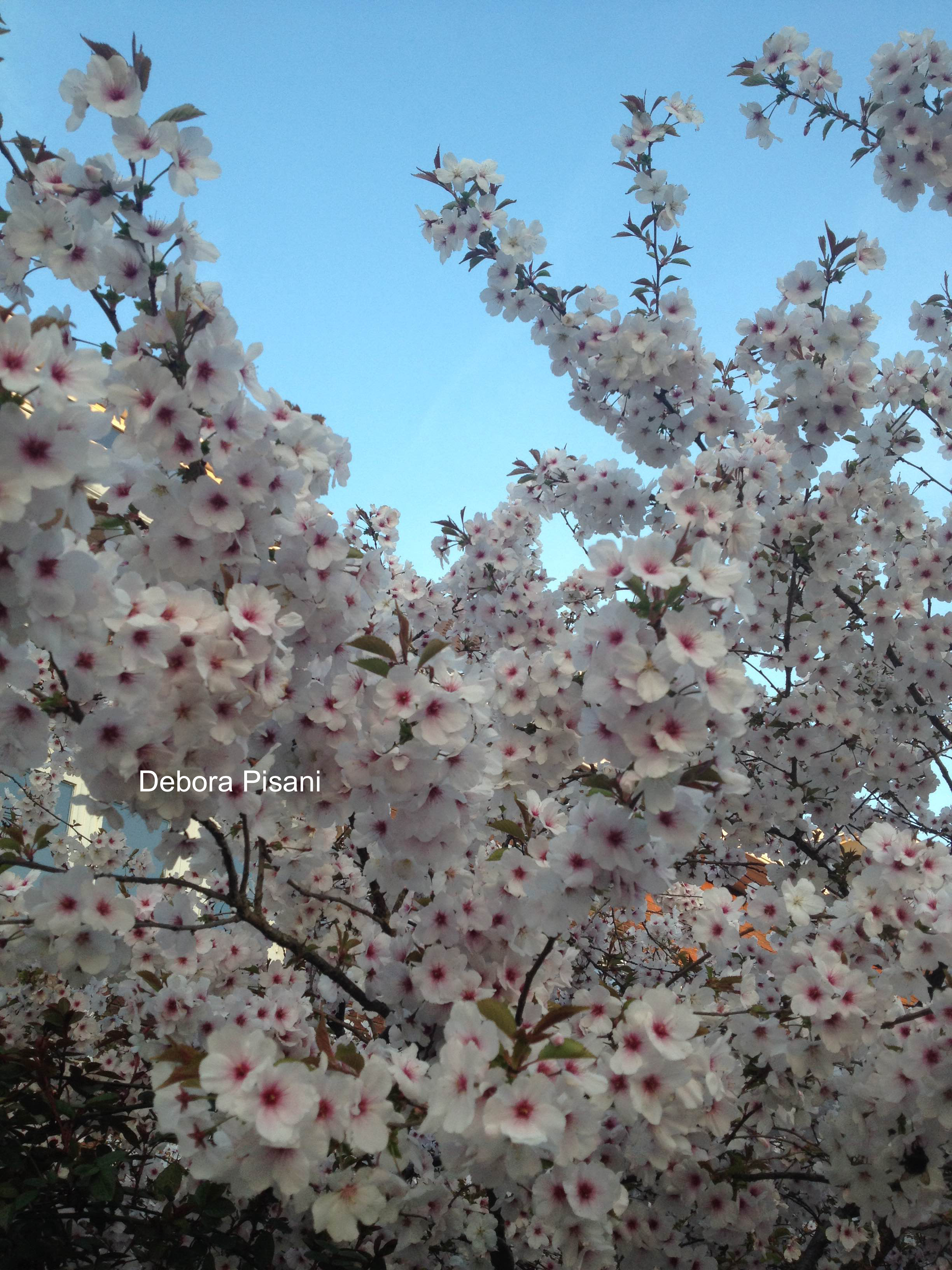 Prunus yedoensis