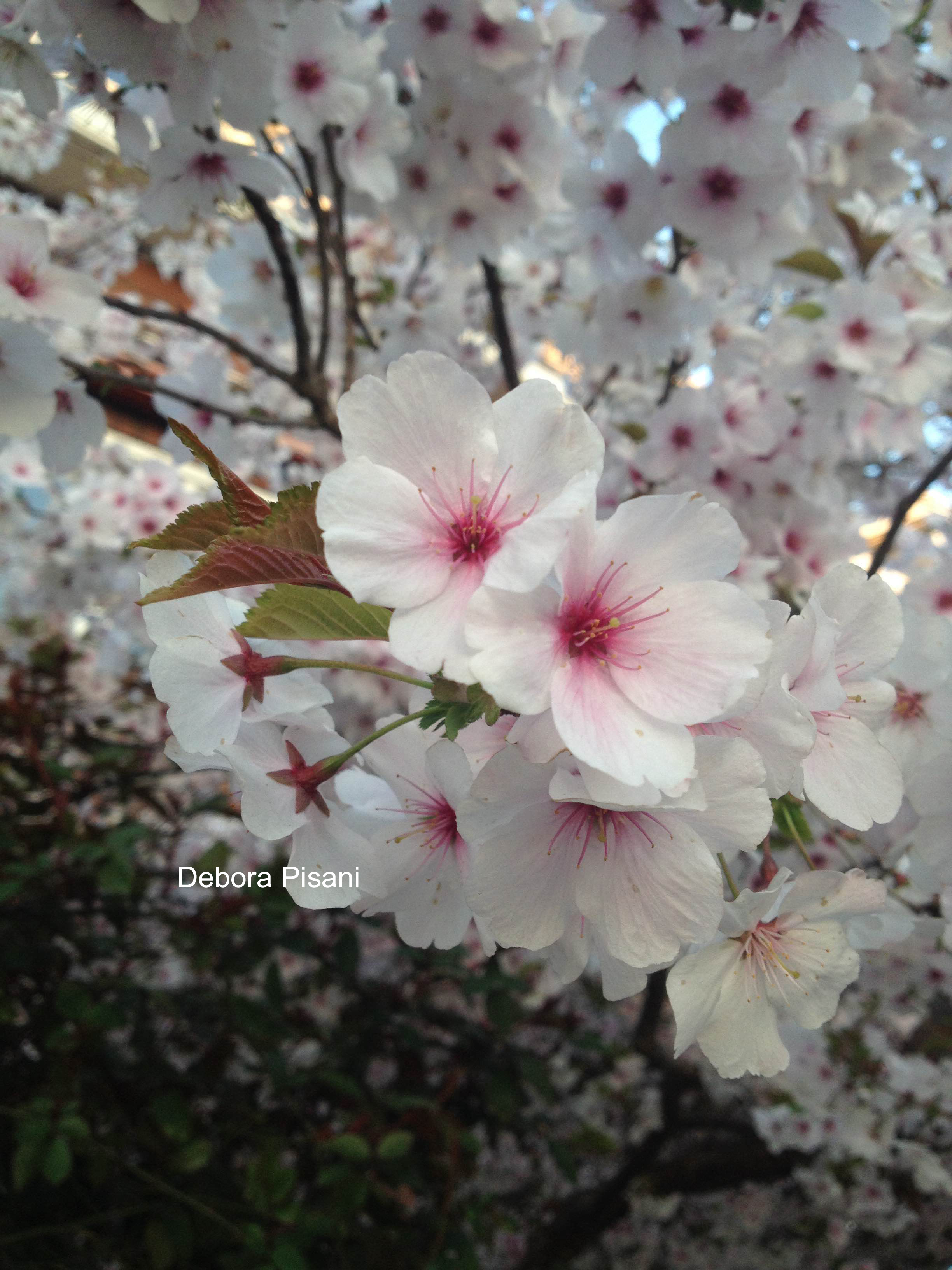 Prunus yedoensis