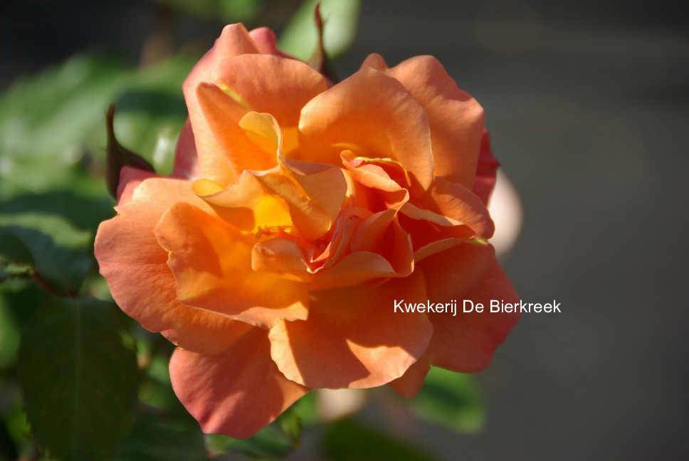 Rosa 'Korlawe' (WESTERLAND)