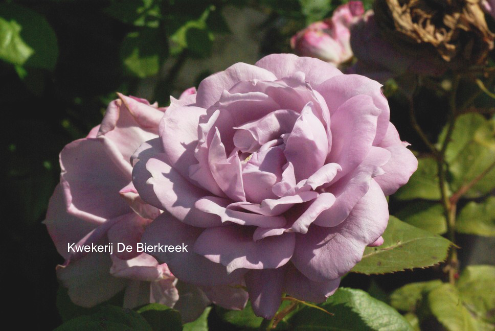 Rosa 'Novalis'