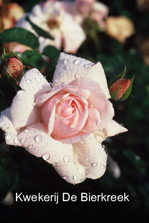 Rosa 'New Dawn'