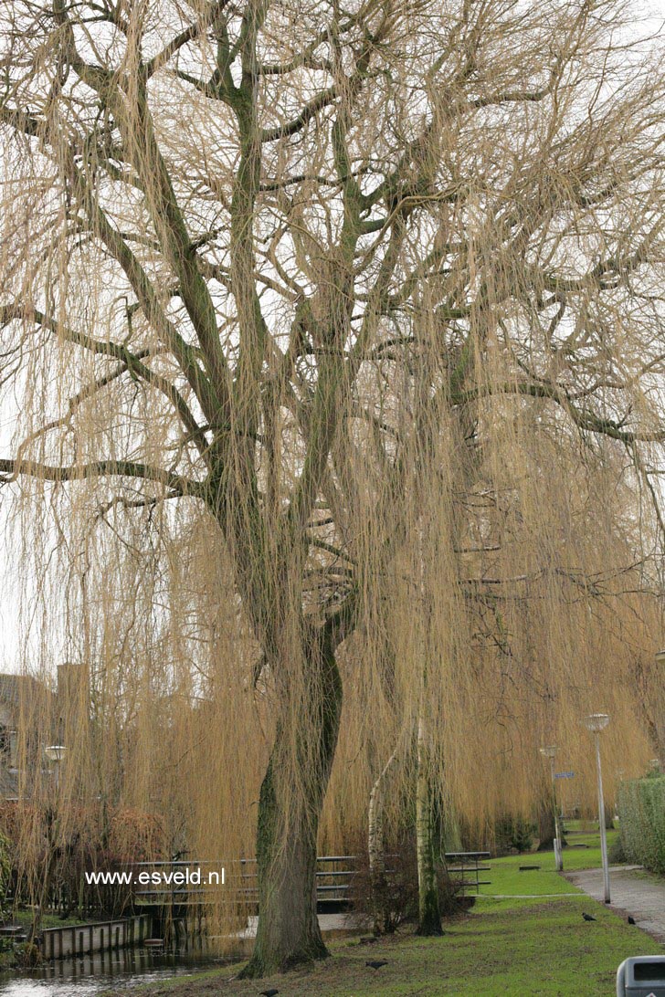 Salix sepulcralis 'Chrysocoma'