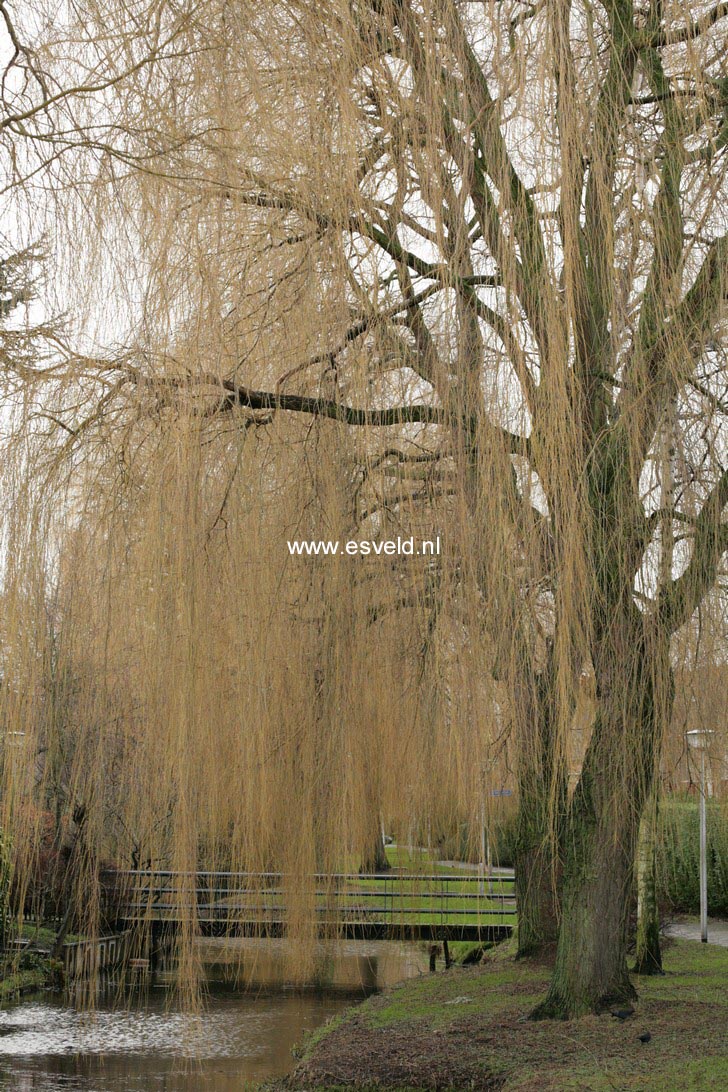Salix sepulcralis 'Chrysocoma'