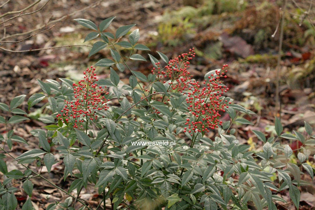 Nandina domestica 'Richmond'