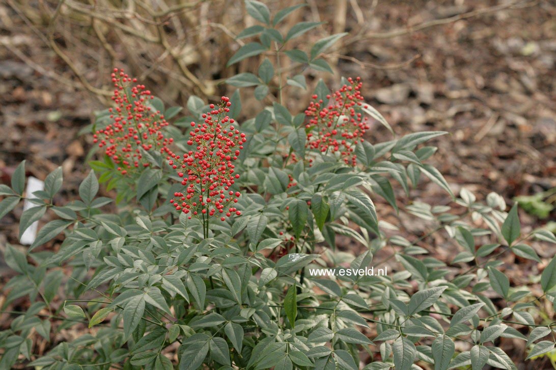 Nandina domestica 'Richmond'