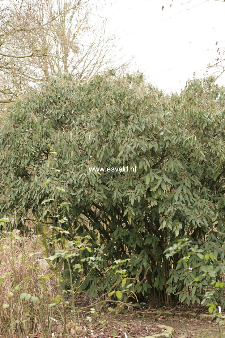 Viburnum rhytidophyllum