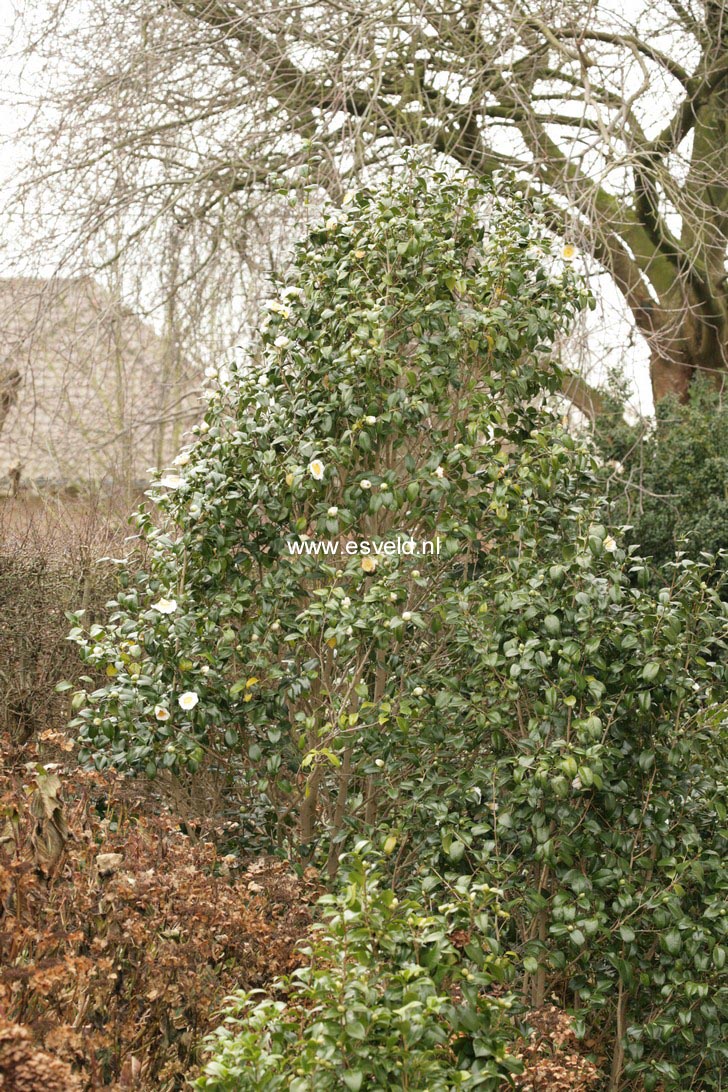 Camellia japonica 'Alba Simplex'