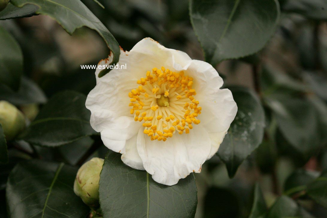 Camellia japonica 'Alba Simplex'