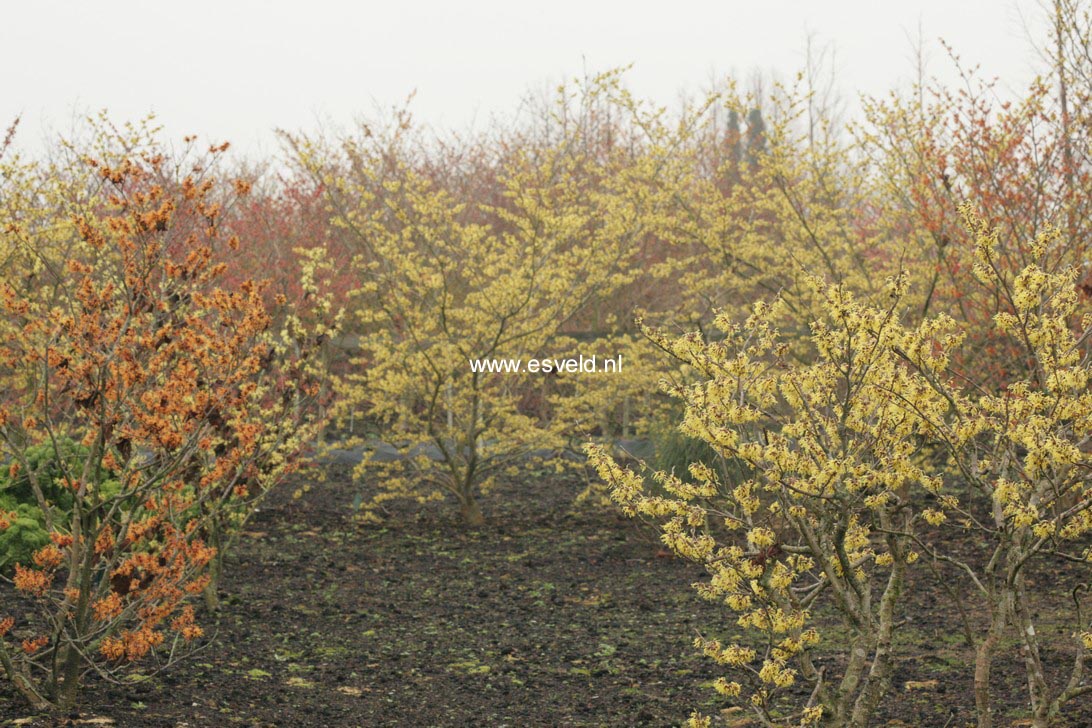 Hamamelis intermedia
