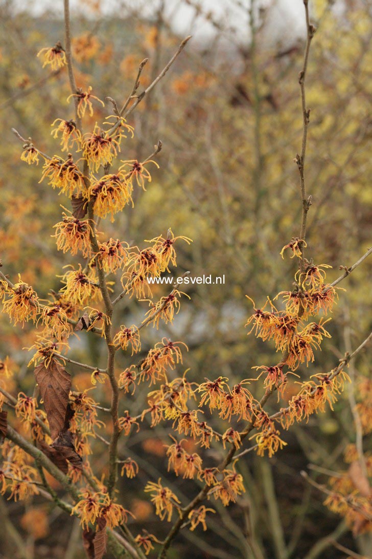 Hamamelis intermedia 'Vesna'