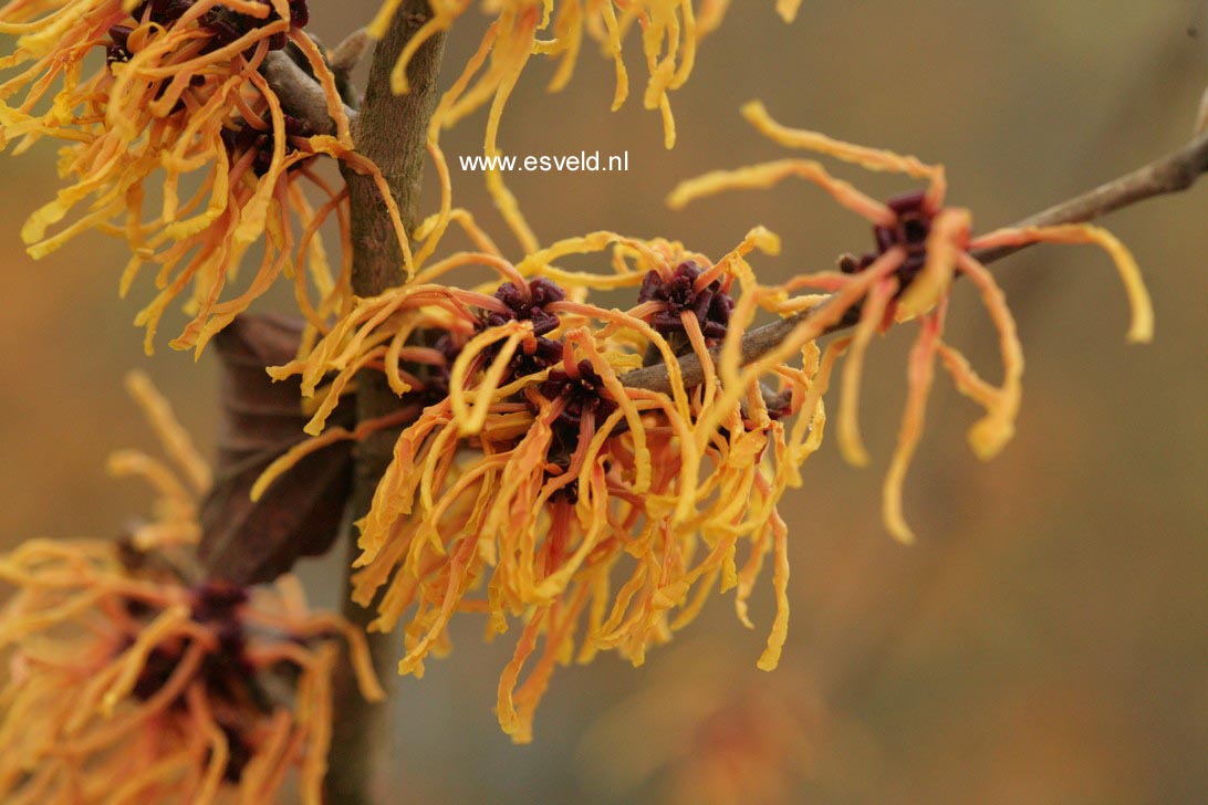 Hamamelis intermedia 'Vesna'