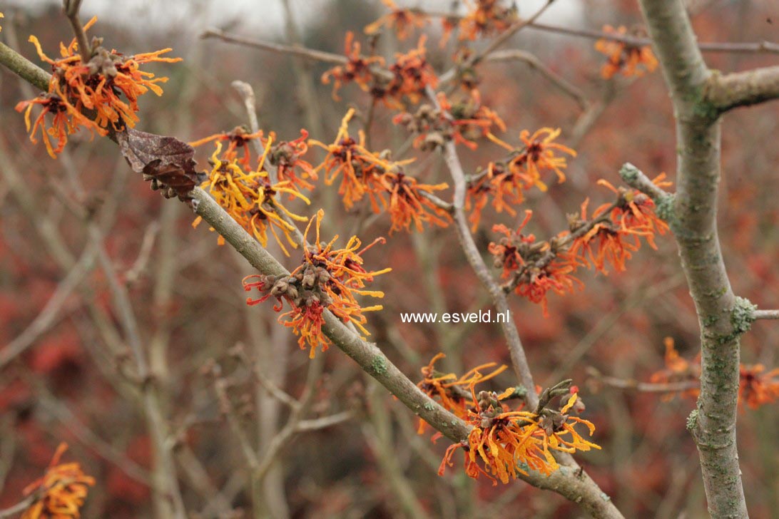 Hamamelis intermedia 'Aphrodite'