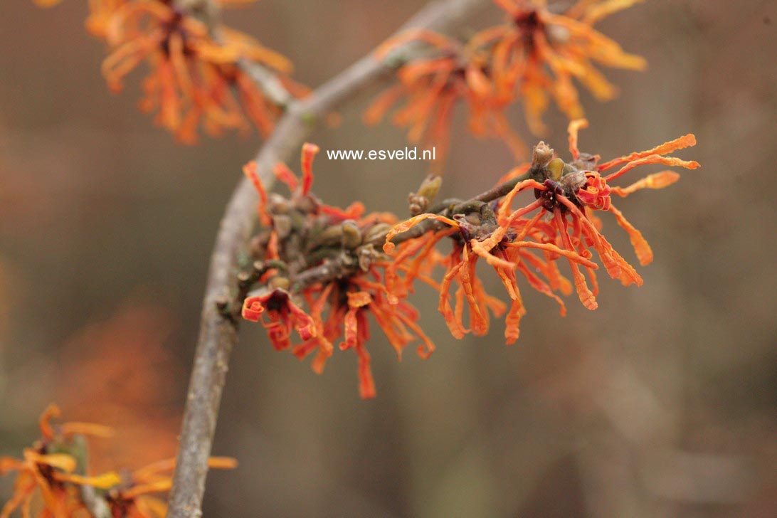 Hamamelis intermedia 'Aphrodite'