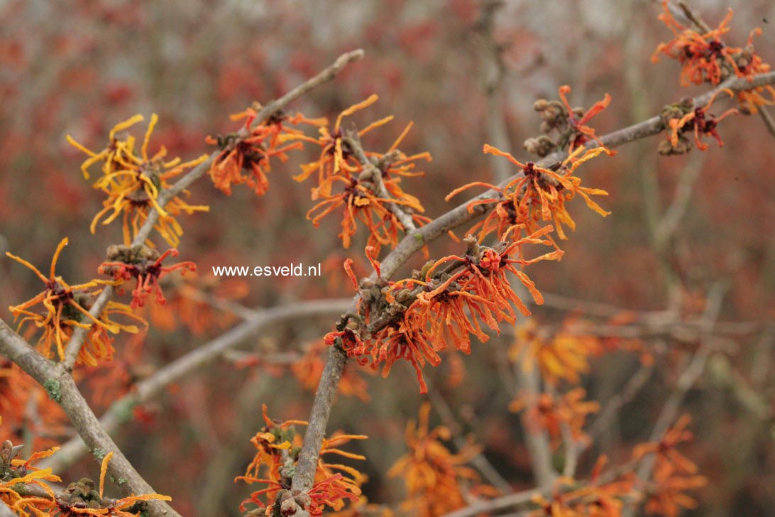 Hamamelis intermedia 'Aphrodite'