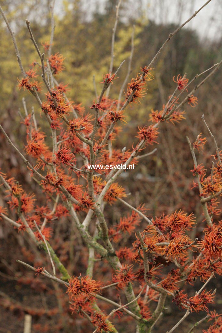 Hamamelis mollis 'Basma'