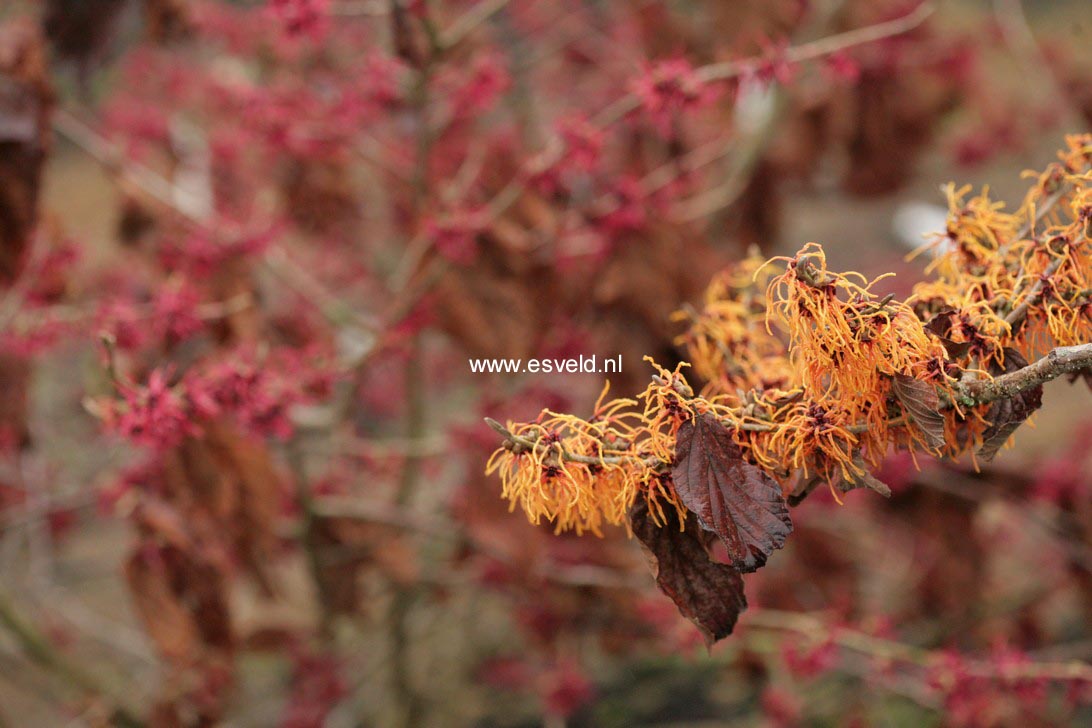 Hamamelis intermedia 'Vesna'