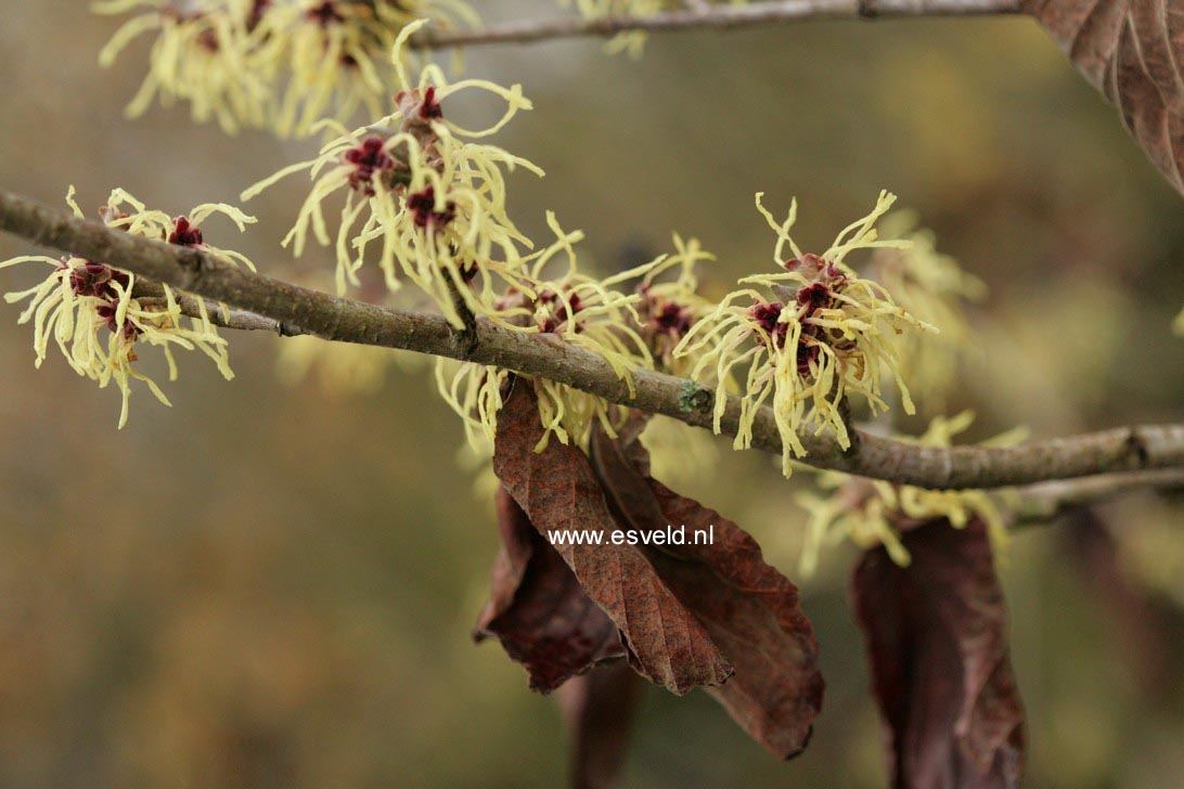 Hamamelis intermedia 'Moonlight'