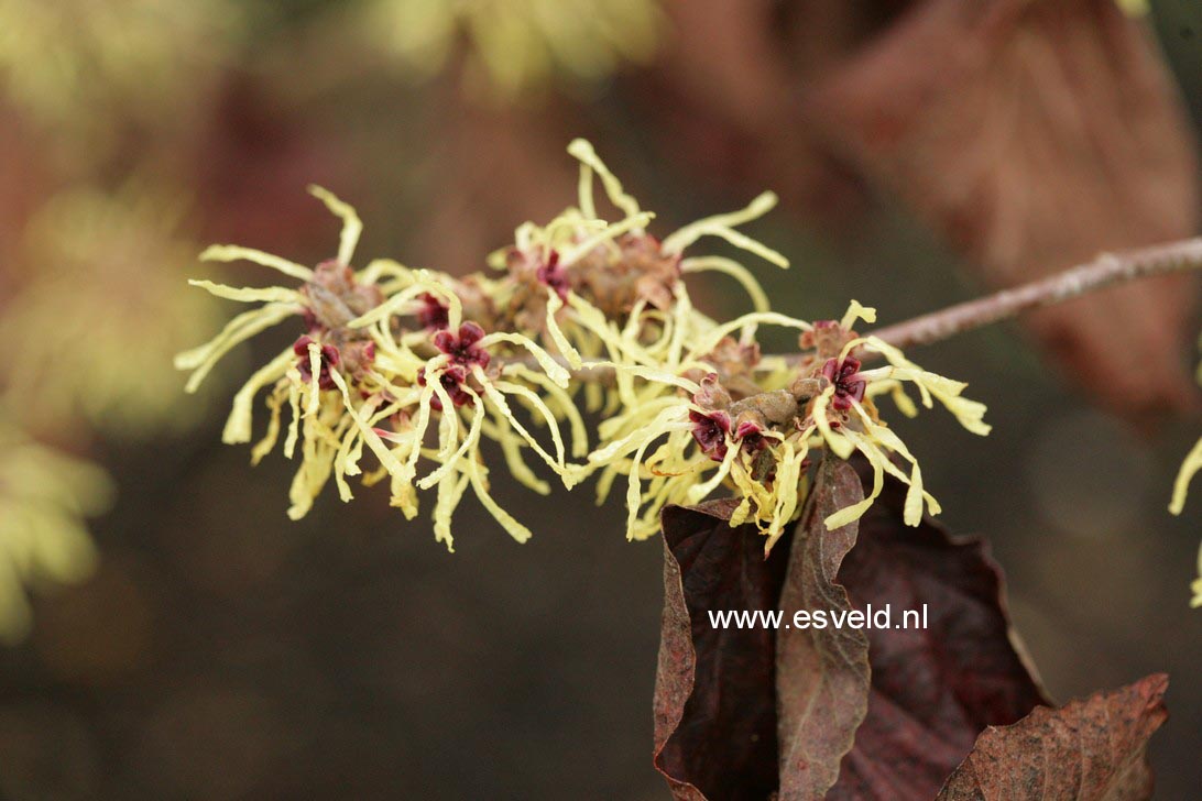 Hamamelis intermedia 'Moonlight'